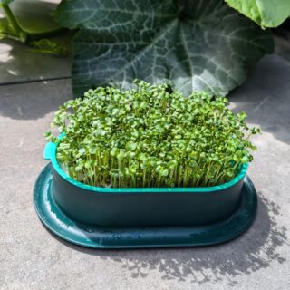 Wat zijn microgreens nou eigenlijk? 🌱⬇️...

Microgreens zijn eetbare plantjes die net uit het zaadje zijn gekomen. Dit kunnen allerlei plantjes zijn: broccoli, rucola, mosterd, radijs en nog veel meer. Zo'n zaadje zit tjokvol voedingsstoffen om het plantje te laten groeien en dit zorgt ervoor dat er in verhouding tot wel 40x meer voedingsstoffen in de microgreens zitten dan in de volwassen versie van de plant. 

Je oogst de plantjes als ze zo'n 7-10cm hoog zijn en net hun eerste setje echte bladeren hebben gekregen. Ieder plantje krijgt namelijk eerst twee "babybladeren" en daarna krijgen ze pas hun echte (herkenbare) blad.

Je strooit de plantjes als versiersel op bijvoorbeeld brood, maar je kunt ze ook als opvulling voor een salade gebruiken of als heerlijk verrassende smaakbommetjes bij ieder gerecht.

#microgreens #kiemgroenten #microgreenery #organic #biologisch #kiemen #moestuin #tuinieren #gezond #groenten #vitamines #voeding