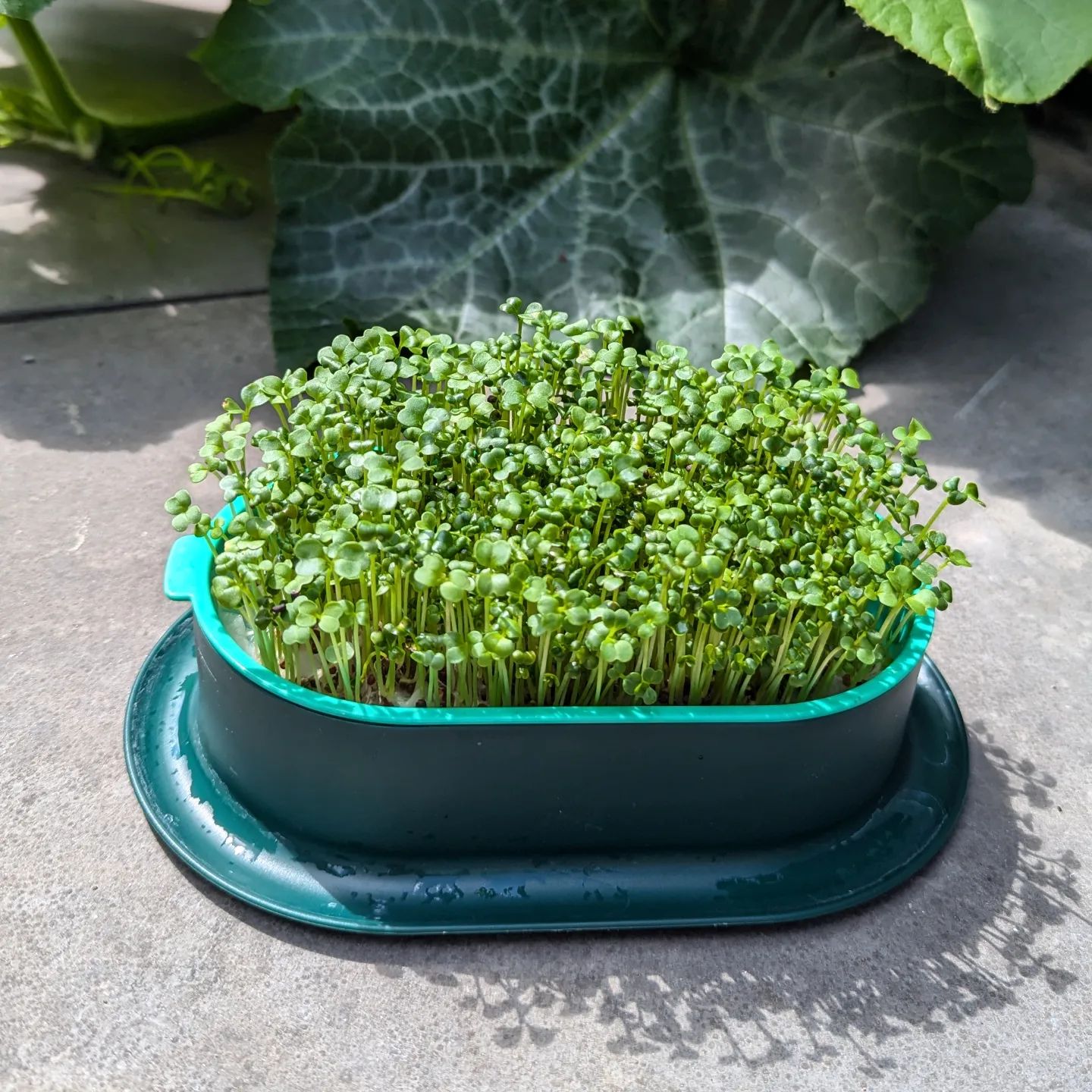 Wat zijn microgreens nou eigenlijk? 🌱⬇️...

Microgreens zijn eetbare plantjes die net uit het zaadje zijn gekomen. Dit kunnen allerlei plantjes zijn: broccoli, rucola, mosterd, radijs en nog veel meer. Zo'n zaadje zit tjokvol voedingsstoffen om het plantje te laten groeien en dit zorgt ervoor dat er in verhouding tot wel 40x meer voedingsstoffen in de microgreens zitten dan in de volwassen versie van de plant. 

Je oogst de plantjes als ze zo'n 7-10cm hoog zijn en net hun eerste setje echte bladeren hebben gekregen. Ieder plantje krijgt namelijk eerst twee "babybladeren" en daarna krijgen ze pas hun echte (herkenbare) blad.

Je strooit de plantjes als versiersel op bijvoorbeeld brood, maar je kunt ze ook als opvulling voor een salade gebruiken of als heerlijk verrassende smaakbommetjes bij ieder gerecht.

#microgreens #kiemgroenten #microgreenery #organic #biologisch #kiemen #moestuin #tuinieren #gezond #groenten #vitamines #voeding